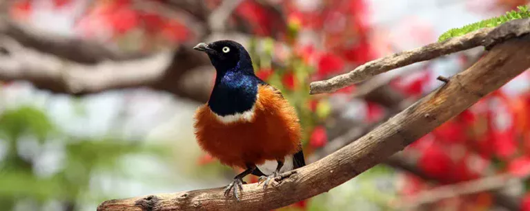 Ethiopia is a bird lover's paradise. Bird watching is one of the goals of a travel Ethiopia.
