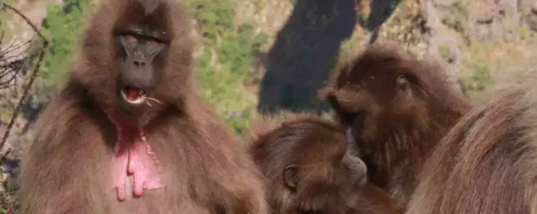 Geladas are a species of monkey endemic to Ethiopia. There are hundreds of them in the Siemen Mountains.