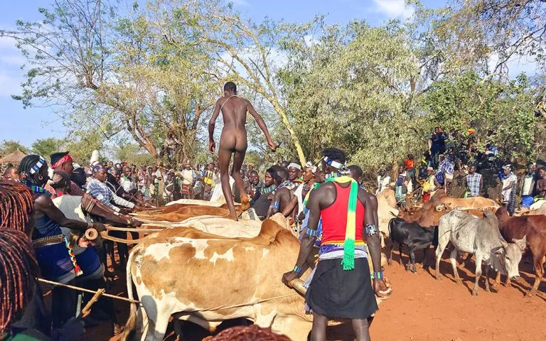 Bull jumping ceremony. South Omo, Ethiopia